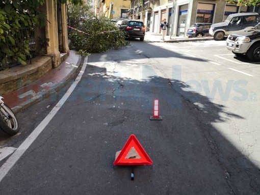 Imperia: il vento fa cadere un grosso ramo in via Pirinoli, traffico rallentato e intervento di Vvf e Municipale (Foto)