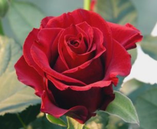 Imperia: San Valentino alle porte, Coldiretti invita a comprare fiori locali &quot;Un regalo di qualità e una boccata d'ossigeno per il settore&quot;