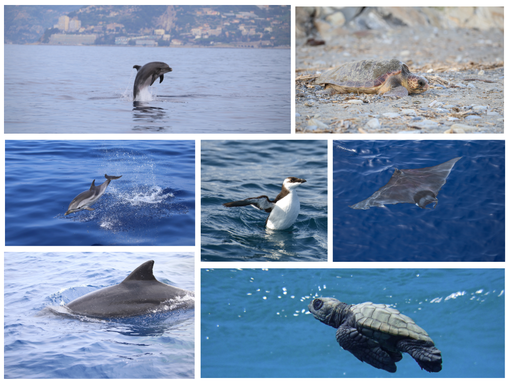 Delfini del Ponente, un anno di ricerca e tutela: oltre 500 ore in mare nel Ponente ligure Delfini del Ponente, un anno di ricerca e tutela: oltre 500 ore in mare nel Ponente ligure
