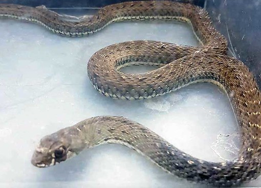 Un serpente simile a quello trovato oggi (Foto agraria.org)