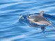Tra vele e cetacei. Delfini Del Ponente presenta la mostra fotografica "I Giganti del Mar Ligure"