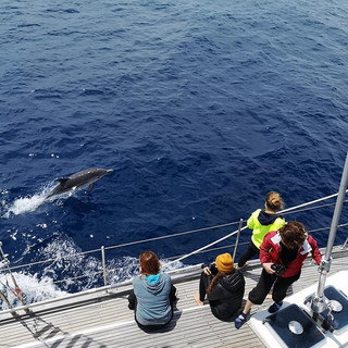 E' iniziata ieri la stagione di avvistamenti nel Santuario dei Cetacei: ecco i primi delfini che salutano gli appassionati (Foto e Video)