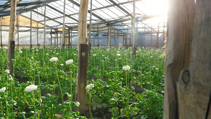 Agricoltura sostenibile, in Liguria ridotte del 65 per cento le emissioni di gas serra