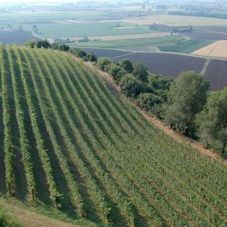 Psr Liguria: vice presidente Piana “Oltre 8 milioni di euro per lo sviluppo agro-forestale e della filiera agricola”