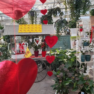 San Valentino: la Liguria si riempie di cuori, fiori e agriturismi protagonisti della ‘Festa degli innamorati’