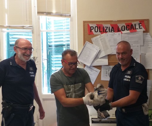 Diano Marina: cucciolo di gabbiano con problemi a un'ala soccorso dalla polizia locale nella zona del porto