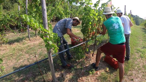 Coldiretti: accolta la proroga triennale del bonus verde per 100mila occupati nel settore florovivaistico Coldiretti: accolta la proroga triennale del bonus verde per 100mila occupati nel settore florovivaistico