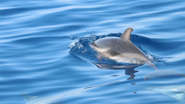 Tra vele e cetacei. Delfini Del Ponente presenta la mostra fotografica "I Giganti del Mar Ligure" Tra vele e cetacei. Delfini Del Ponente presenta la mostra fotografica "I Giganti del Mar Ligure"
