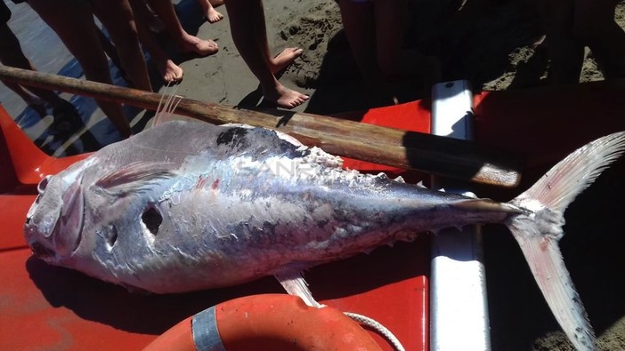 Il tonno spiaggiato a Diano Marina Il tonno spiaggiato a Diano Marina