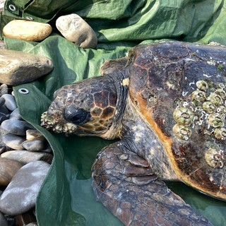 A Diano Marina soccorsa una tartaruga marina: la 'Caretta caretta' è in cura all’acquario di Genova