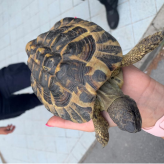 Ceriale: la Polizia Stradale di Imperia salva una tartaruga in autostrada, era arrivata da qualche campagna (Foto)