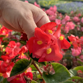 Fiori in tavola: Tastee.it è protagonista! Fiori in tavola: Tastee.it è protagonista!