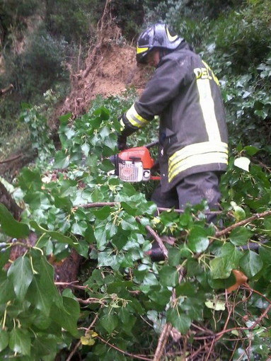 Pieve di Teco: grosso pino cade sulla strada per Barcheti, i Vigili del Fuoco intervengono per liberarla