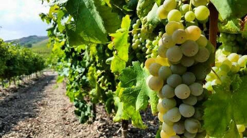 I vini dell’Imperiese brillano nella guida del Gambero Rosso I vini dell’Imperiese brillano nella guida del Gambero Rosso