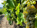 I vini dell’Imperiese brillano nella guida del Gambero Rosso I vini dell’Imperiese brillano nella guida del Gambero Rosso