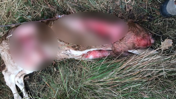 Il vitello abbattuto nei giorni scorsi sul Pizzo d'Evigno Il vitello abbattuto nei giorni scorsi sul Pizzo d'Evigno