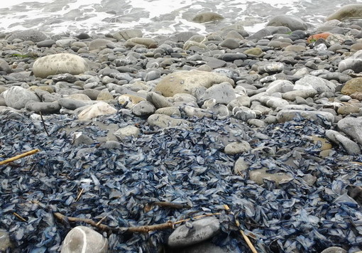 Nell’Imperiese sono tornate le Velelle, acqua pulita alla Galeazza e a Borgo Marina