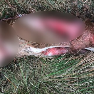 Il vitello abbattuto nei giorni scorsi sul Pizzo d'Evigno