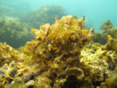 Ostreopsis ovata: l’alga invisibile che abita il mare vicino a riva