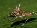 West Nile, il virus continua a circolare: l'attenzione resta alta anche in Liguria West Nile, il virus continua a circolare: l'attenzione resta alta anche in Liguria