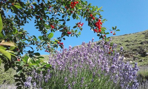 Pigna: avviato il mandato per il percorso di richiesta del marchio IGP per la lavanda angustifolia Imperia®