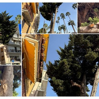 LA SEGNALAZIONE. Albero pericolante sulla Spianata di Oneglia: "Rischio caduta"