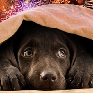 Imperia, verso un regolamento comunale per la tutela degli animali: la proposta di Laura Amoretti approda in Consiglio