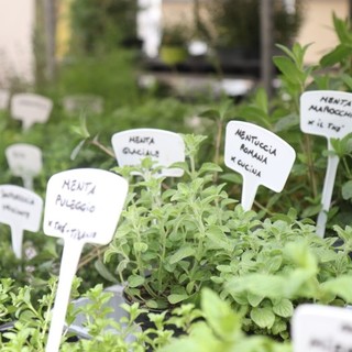 Diano Marina: parata di grandi chef per la decima edizione di Aromatica, si avvicina l’evento dedicato alle eccellenze dell’agroalimentare