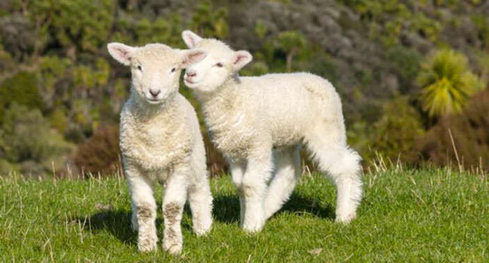 "A Pasqua la differenza la fai tu": OIPA lancia la campagna contro la mattanza di agnelli