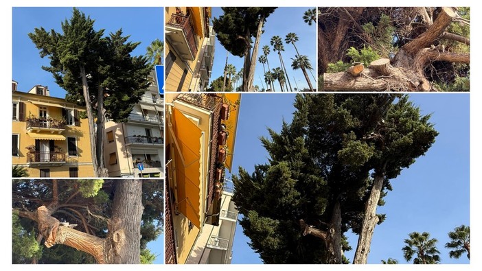 LA SEGNALAZIONE. Albero pericolante sulla Spianata di Oneglia: "Rischio caduta" LA SEGNALAZIONE. Albero pericolante sulla Spianata di Oneglia: "Rischio caduta"