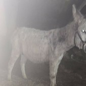 L'asinello Pippo scomparso da Montegrazie