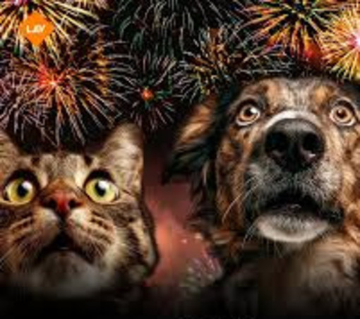 Botti di Capodanno, la LAV: “Anche per una sola ora animali e persone restano a rischio”