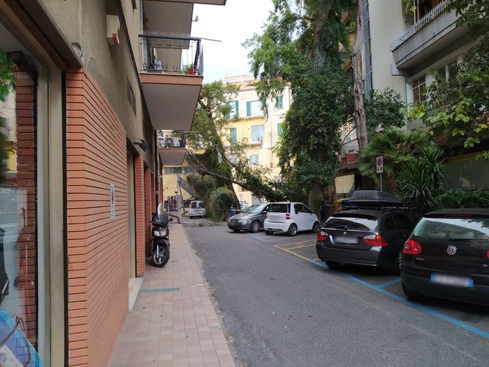 Imperia: grosso albero si abbatte contro un palazzo in via De Sonnaz (foto) Imperia: grosso albero si abbatte contro un palazzo in via De Sonnaz (foto)