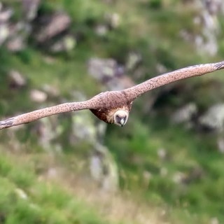 Il ritorno del gigante dei cieli: il grifone veleggia di nuovo sulle Alpi Liguri