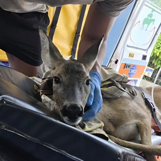 Via libera dalla Regione: Ambulanze Veterinarie ODV soccorrerà la fauna selvatica