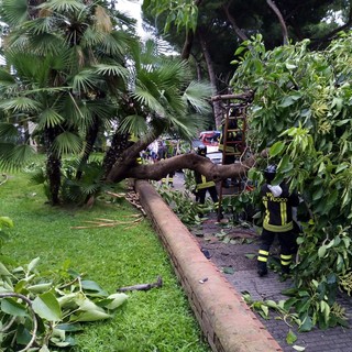 Taggia: grosso albero cade su un'auto a villa Boselli, tragedia sfiorata (foto)