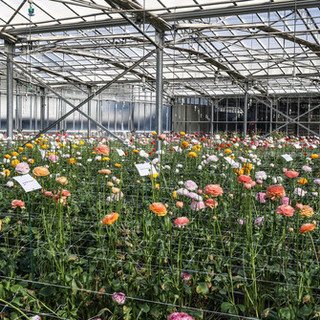 Regione Liguria, 428 mila euro per rafforzare informazione e innovazione in agricoltura