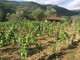 In arrivo dalla Regione 6,23 milioni di euro per sostenere le aziende agricole