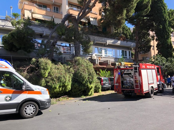 Albero si spezza e travolge diverse auto a Imperia, donna colta da malore (foto e video)