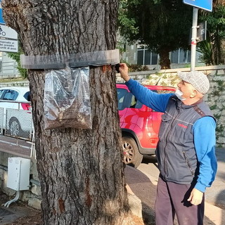 Il metodo ‘green’ di Asl1 per rimuovere le processionarie del pino nel cortile dell'ospedale di Imperia