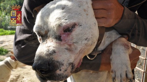 Reati contro gli animali, a Imperia 36 procedimenti nel 2025