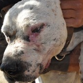 Reati contro gli animali, a Imperia 36 procedimenti nel 2025