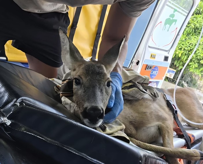 Via libera dalla Regione: Ambulanze Veterinarie ODV soccorrerà la fauna selvatica Via libera dalla Regione: Ambulanze Veterinarie ODV soccorrerà la fauna selvatica