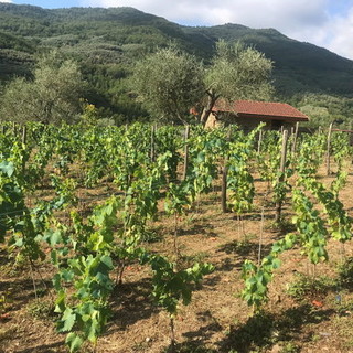 Dalla Regione 5 milioni per investimenti nelle aziende agricole Dalla Regione 5 milioni per investimenti nelle aziende agricole