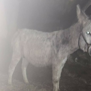 L'asinello Pippo scomparso da Montegrazie