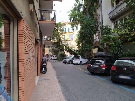 Imperia: grosso albero si abbatte contro un palazzo in via De Sonnaz (foto) Imperia: grosso albero si abbatte contro un palazzo in via De Sonnaz (foto)