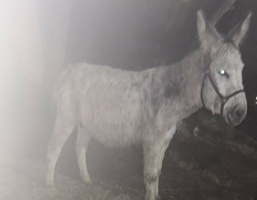 L'asinello Pippo scomparso da Montegrazie