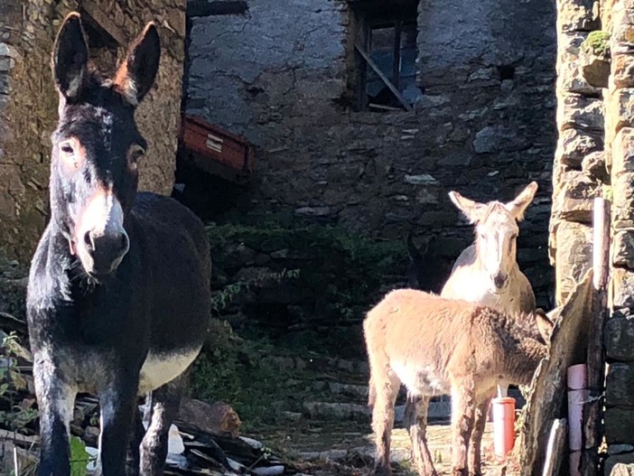 Alluvione, disastro in valle Arroscia, una ventina tra asini e mucche isolati a Montegrosso: "Difficile anche portargli da mangiare" (foto) Alluvione, disastro in valle Arroscia, una ventina tra asini e mucche isolati a Montegrosso: "Difficile anche portargli da mangiare" (foto)