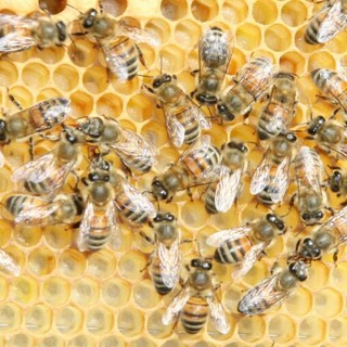 Sanremo: al Floriseum corso base per apicoltori dal 16 febbraio al 15 aprile