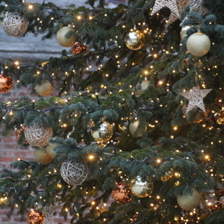 Gli italiani si preparano a fare l'albero di Natale, Coldiretti: "La maggioranza delle famiglie sceglie quello sintetico, dannoso per l'ambiente"